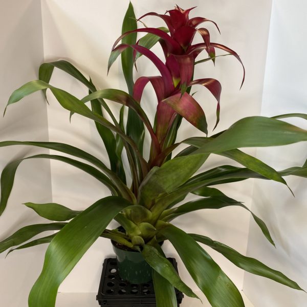 6" Bromeliad Guzmania - Image 2