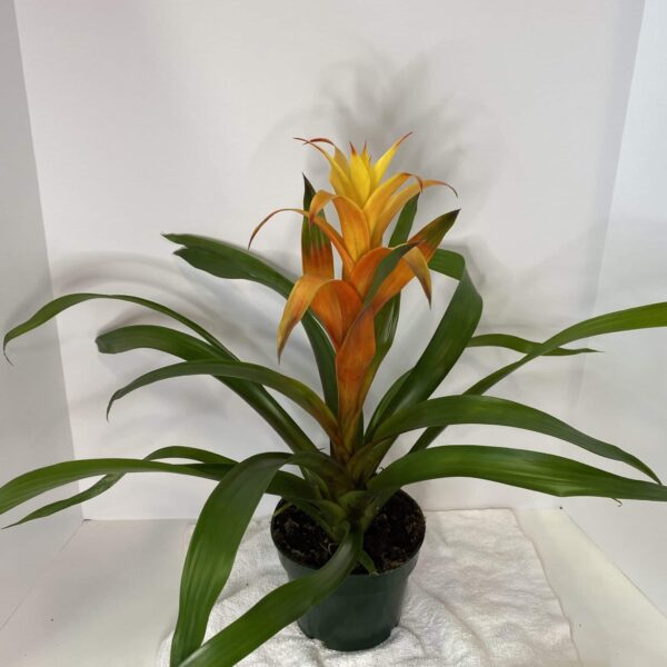6" Bromeliad Guzmania - Image 3