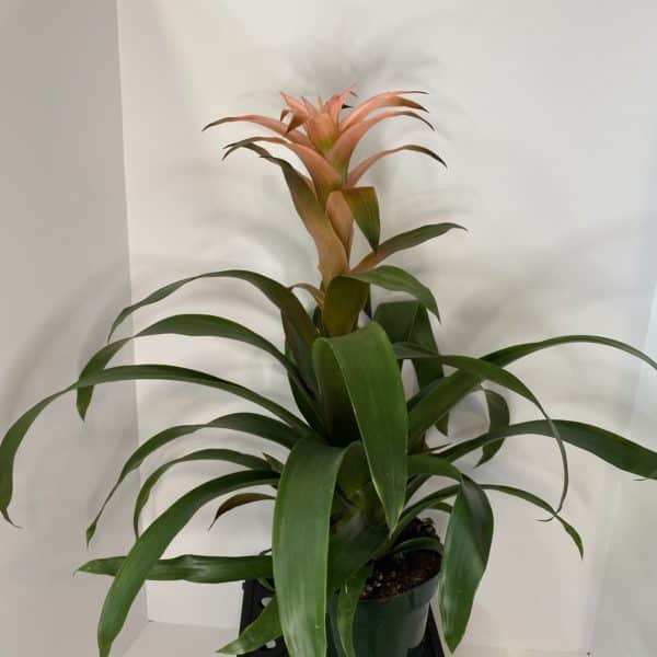 6" Bromeliad Guzmania - Image 4