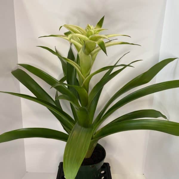 6" Bromeliad Guzmania - Image 5