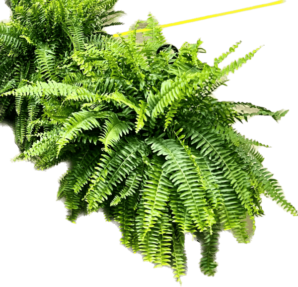 10" Boston Fern Hanger