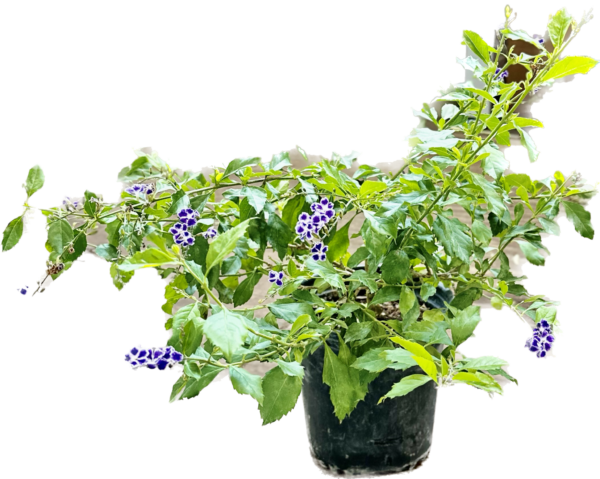 6" Duranta (Bush)