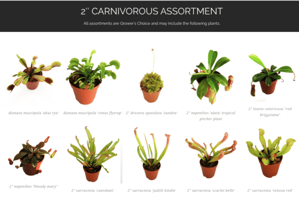2" Carnivorous Assortment - Image 2