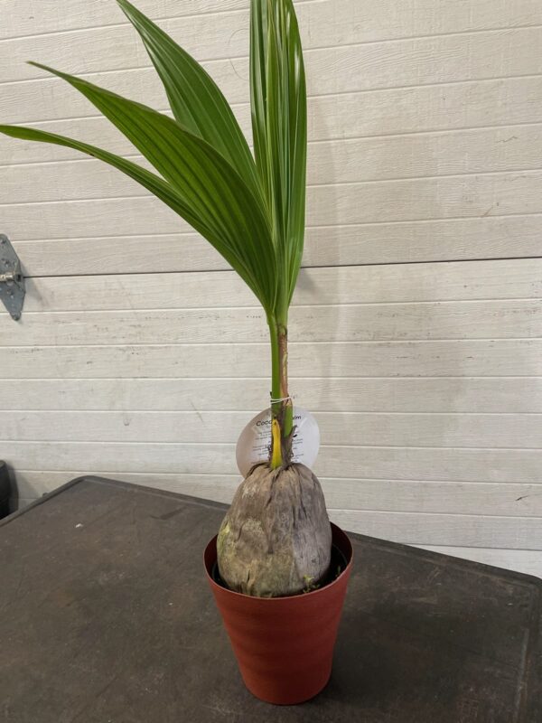 6" Palm Coconut