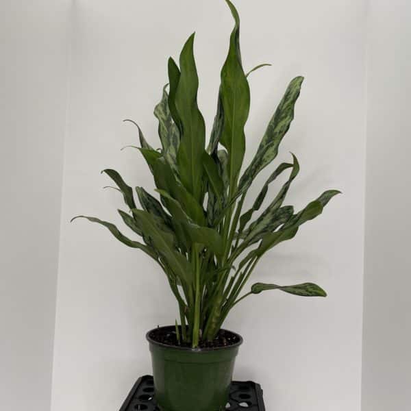 6" Aglaonema Hybrid - Image 2