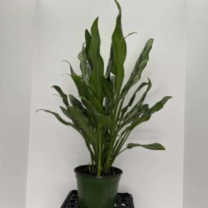 6" Aglaonema Cutless