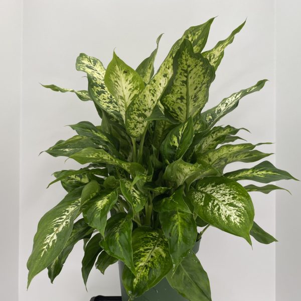 6" Dieffenbachia