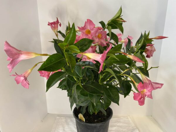 6" Dipladenia (Bush)