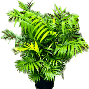 10" Palm Neanthe Bella
