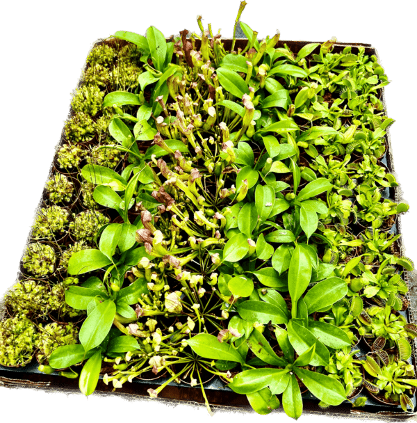 2" Carnivorous Assortment