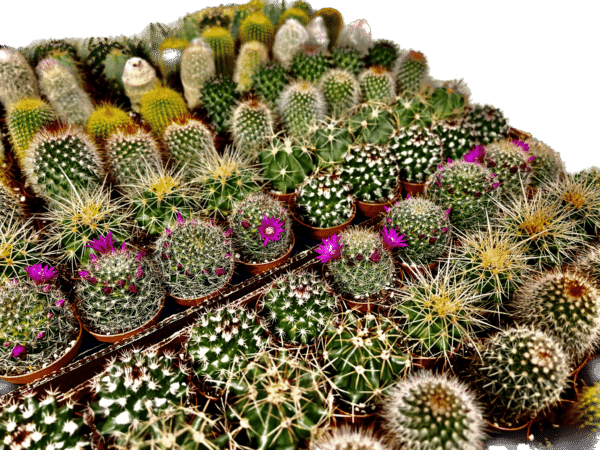 2" Cactus