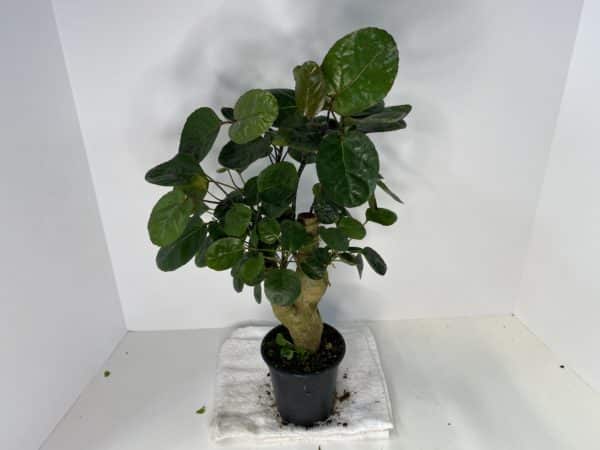 4" Aralia Ming/Fabian - Image 2