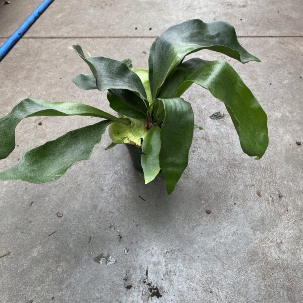 4" Fern Staghorn