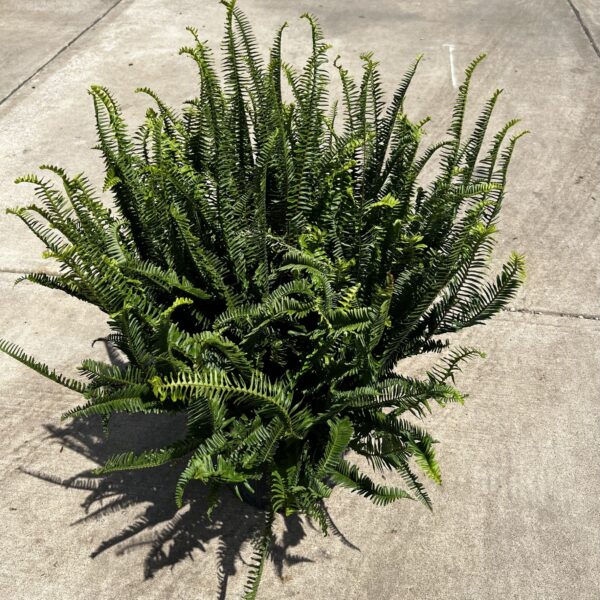 14" Fern Kimberly Queen