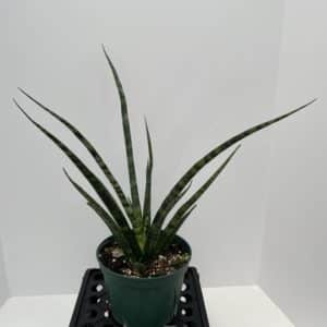 6" Sansevieria Fernwood
