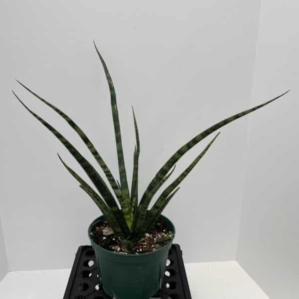 6" Sansevieria Fernwood