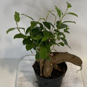 4" Ficus Microcarpa Ginseng