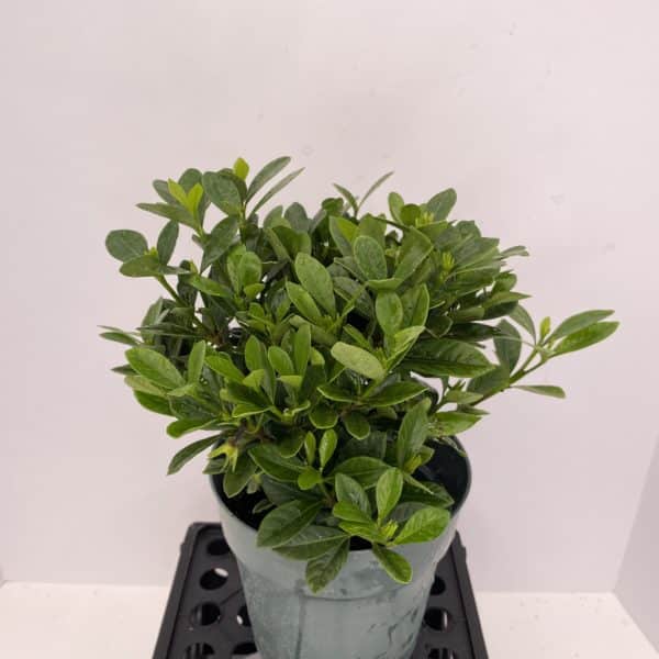 6" Gardenia (Bush)