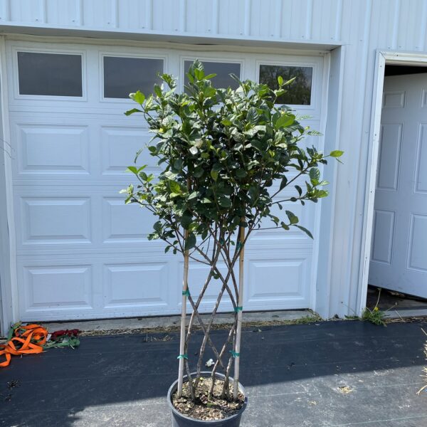 14" Gardenia (Lattice)