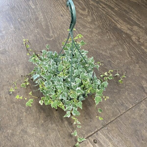 8" HB Ivy Variegated