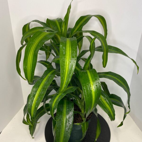 6" Hawaiian Sun Shine
