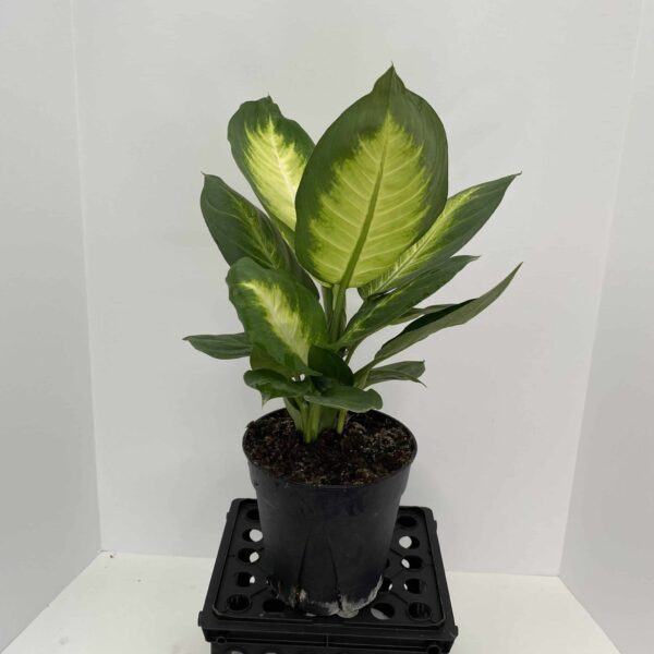6" Dieffenbachia Hybrid