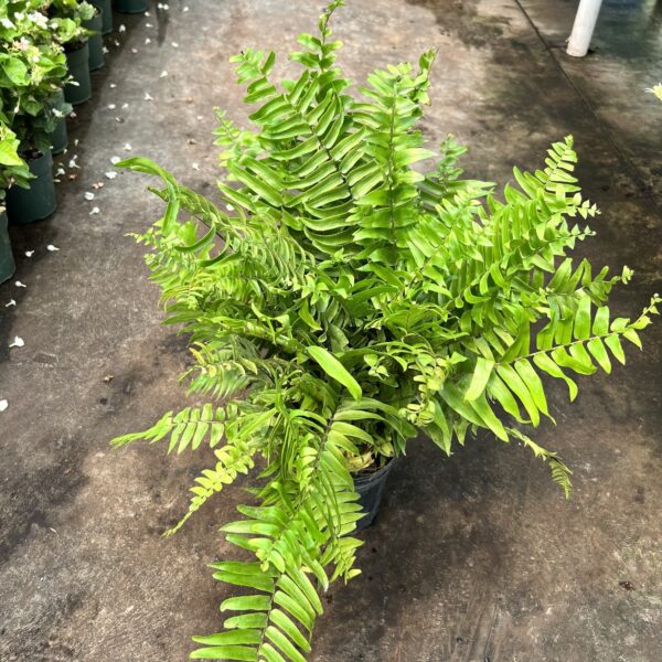 6" Macho Fern - Image 2