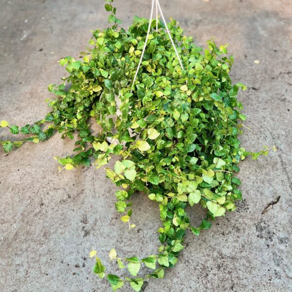 8" HB Creeping Charlie