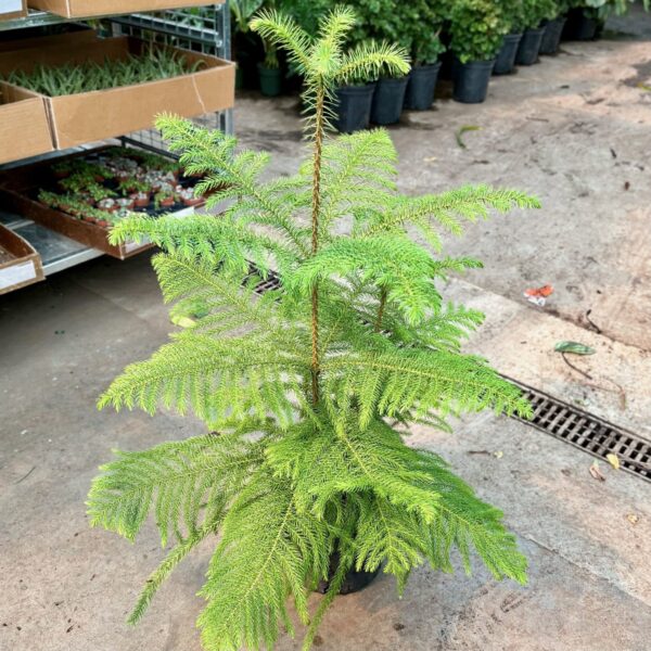 8" Pine