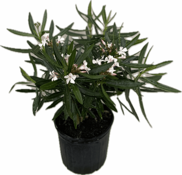 10" Oleander (Bush)