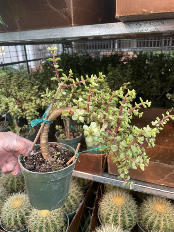 4" Jade