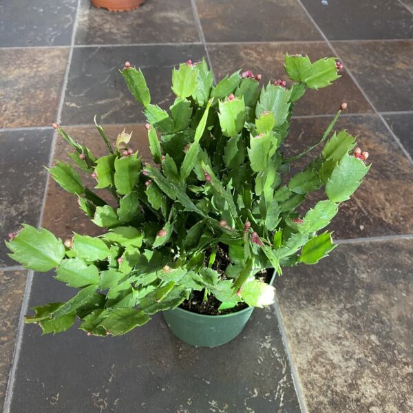 6" Christmas Cactus (Tub)