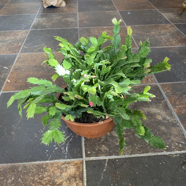 8" Christmas Cactus (Bulb Pan)