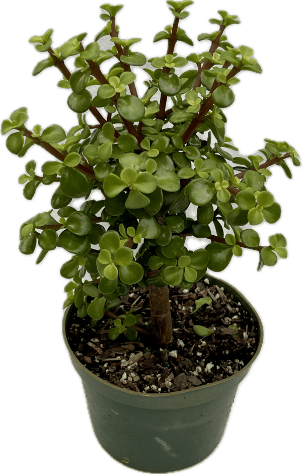 6" Jade