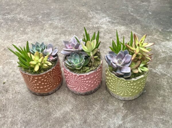 6" Succulent Garden
