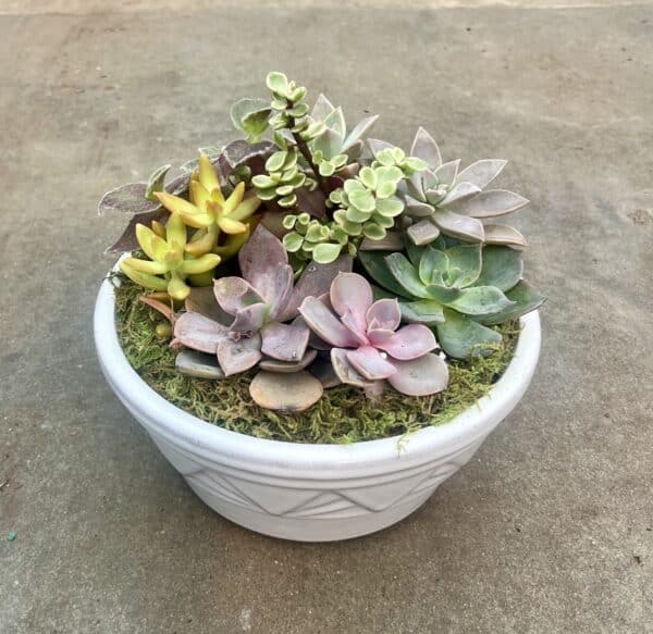 8" Succulent Garden