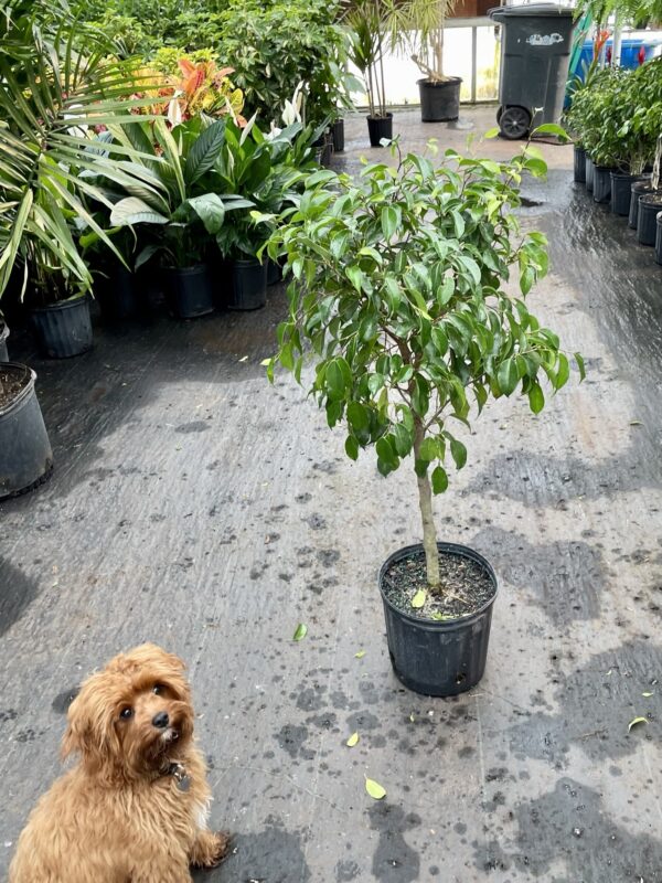 8" Ficus (Tree)