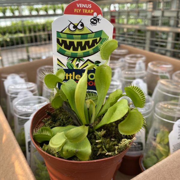 3" Venus Fly Trap
