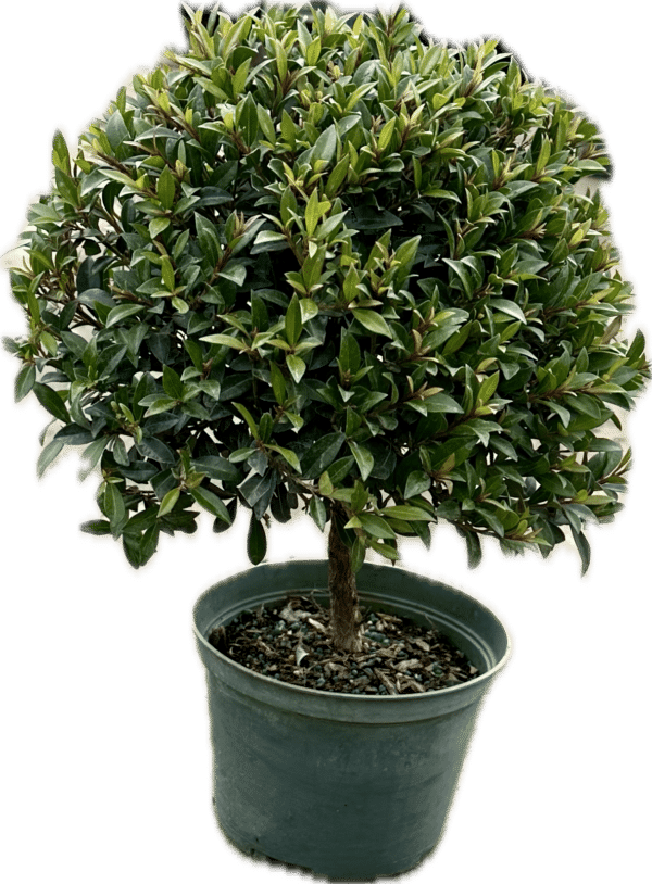 6" Eugenia Ball