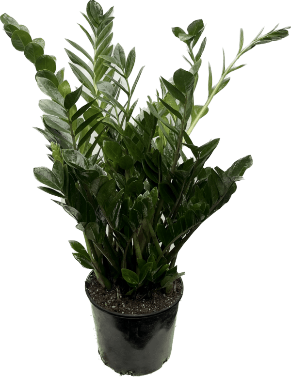 10" ZZ Plant