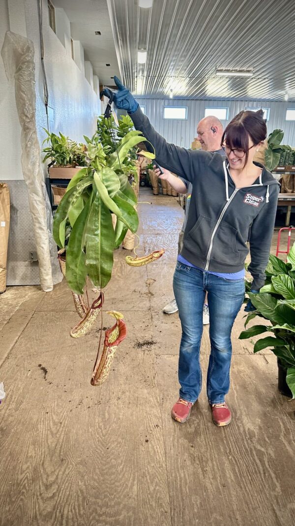 8" Pitcher Hanger (Miranda) - Image 3