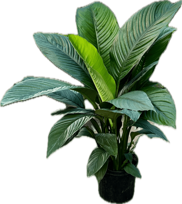 10" Spath Sensation