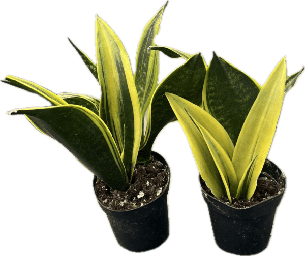 4" Sansevieria Golden Flame