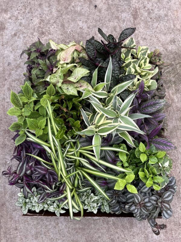 2" Terrarium Foliage - Image 3