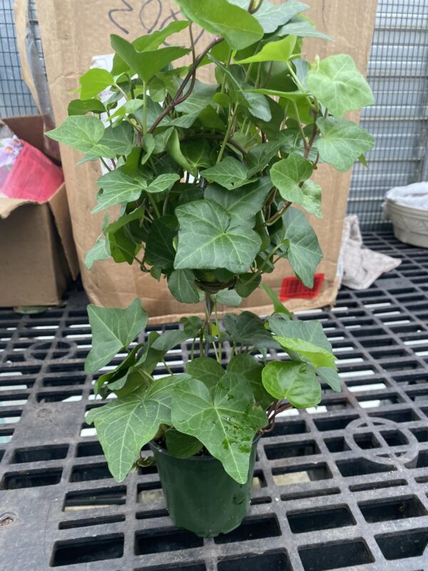 4" Ivy (Lollipop)