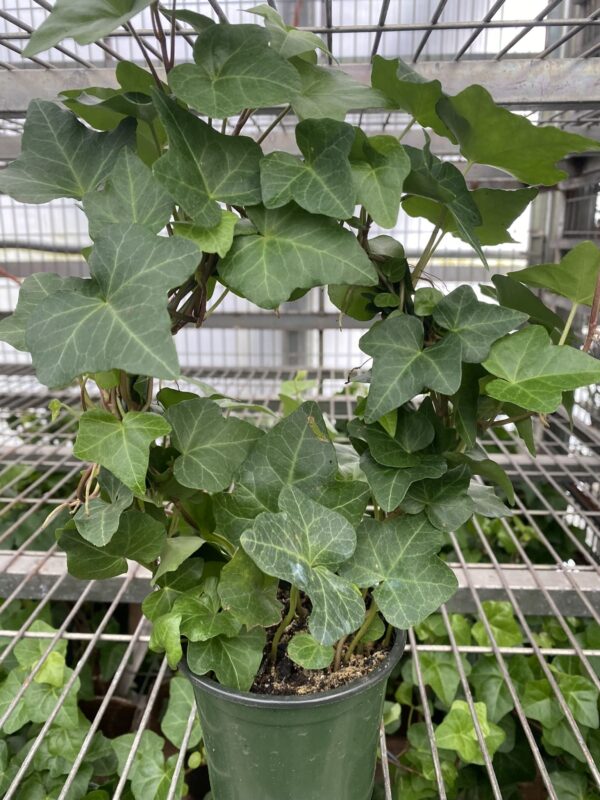 4" Ivy (Hoop)