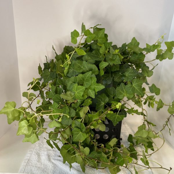 6" Ivy Green