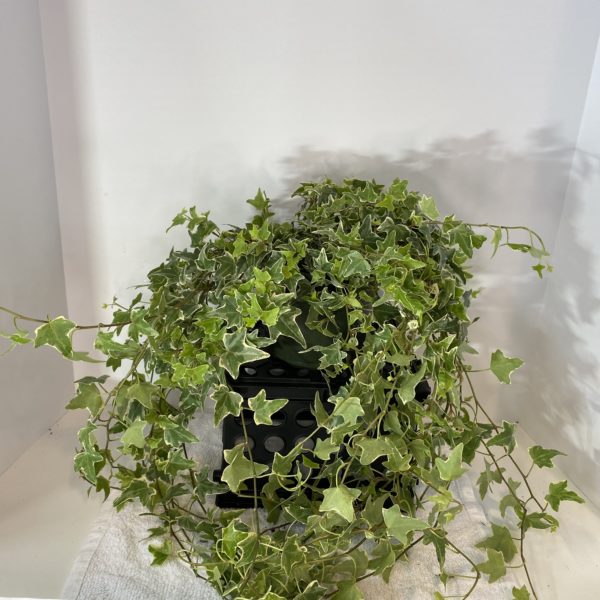 6" Ivy Variegated
