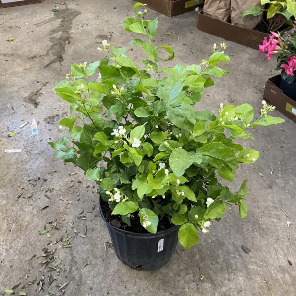 10" Jasmine Sambac (Bush)
