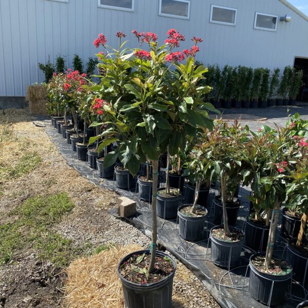 10" Jatropha (Tree)